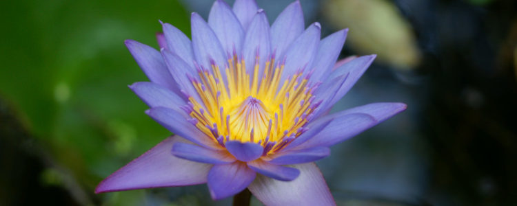 Le lotus, un trésor de spiritualité