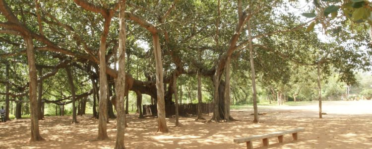 Les arbres sacrés de l’Inde