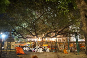 Arbre de la Boddhi de nuit