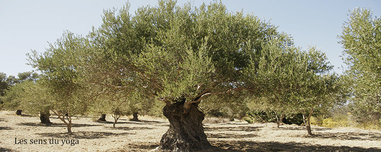 L’arbre à souhaits